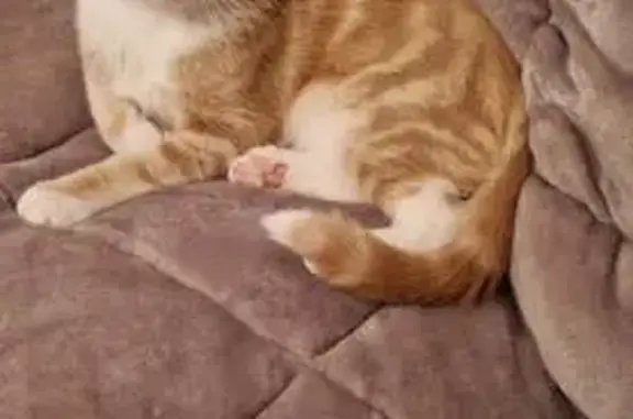 Chatte rousse perdue, yeux verts, Bruille - photo