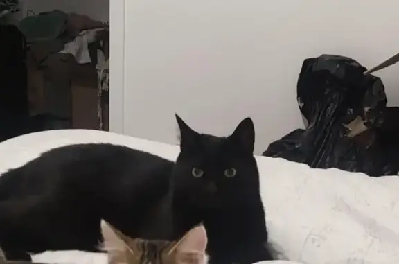 Animaux perdus , photo: Chat noir perdu, yeux verts, craintif