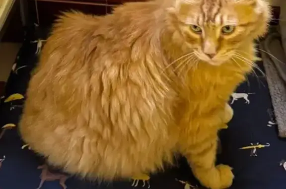 Animaux perdus Niort, photo: Chat roux perdu à Niort, 7 ans, pucé
