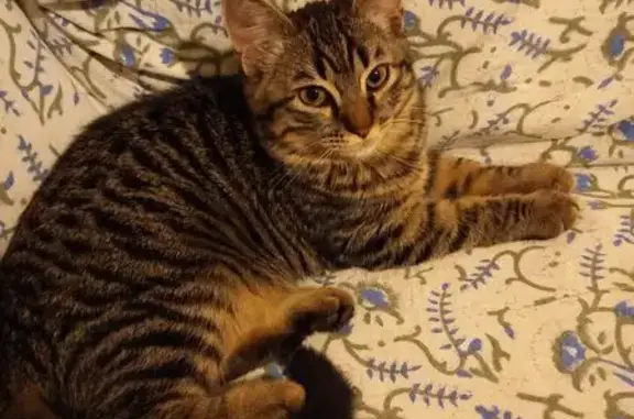 Gato Perdido en Argés: Ayúdanos a Encontrarlo