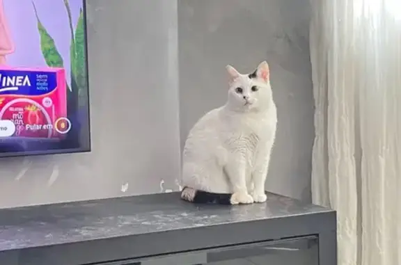 gato encontrada