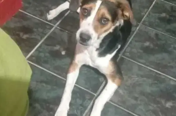 cachorro desaparecida