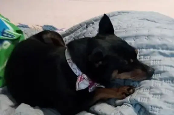 Lost Dog: Black & Tan, Bristol Area