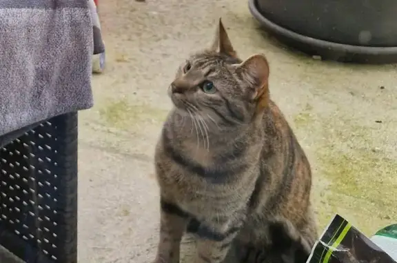 Chatte tigrée marron/noir perdue Dainville - photo