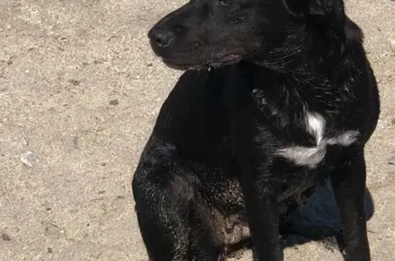 Animaux trouvés Frontignan, photo: Chienne noire trouvée plage Frontignan