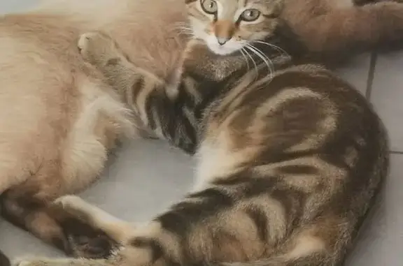 Chaton mâle perdu à Ondres, pelage unique - photo