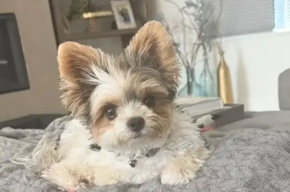 Lost Dog: Friendly, Small, Tricolor