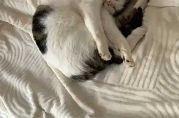 Chat perdu blanc tigré, Toulouse, Chemin Nicol - photo