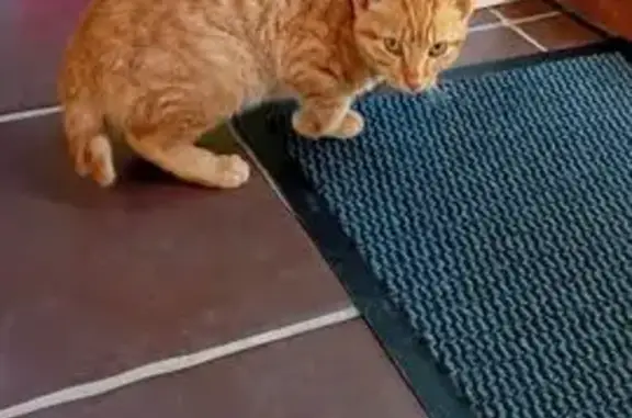 Animaux trouvés , photo: Chat roux mâle trouvé, maigre et câlin