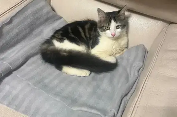 Animaux trouvés Haute-Goulaine, photo: Chaton mâle non pucé trouvé à Haute-Goulaine