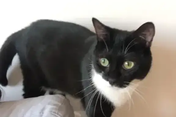 Chat perdu, , photo: Chatte perdue : blanche et noire, peureuse