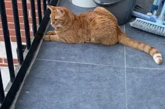 Animaux perdus Lille, photo: Chat perdu : Tigré roux et blanc, Lille