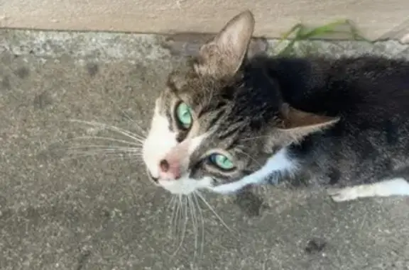 Chat trouvé Guémené-Penfao, photo: Chat blanc tigré trouvé à Guémené-Penfao