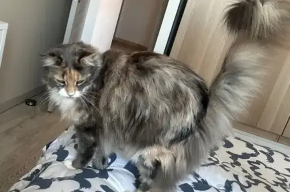 Animaux perdus , photo: Chat tricolore perdu à La Farlède