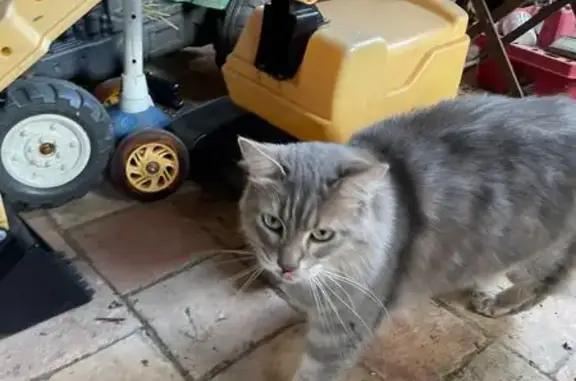 Chat trouvé , photo: Chat gris câlin trouvé à Chantenay-Villedieu