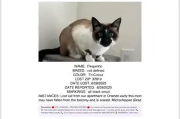 Help Find Floquinho: Lost Cat in Orlando