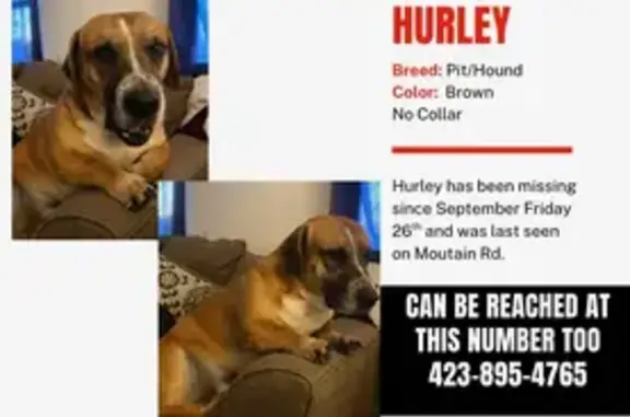 Lost Dog in Belfast, VA: Hound Mix