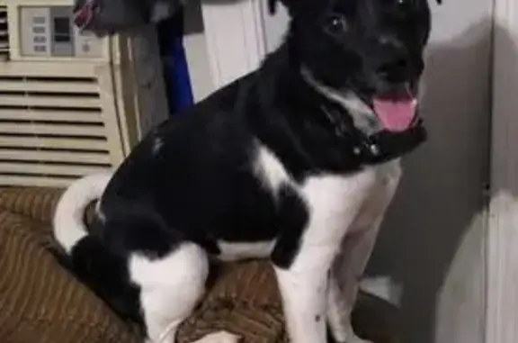 Lost: Jack Russell Mix, Ledan Rd, 4016