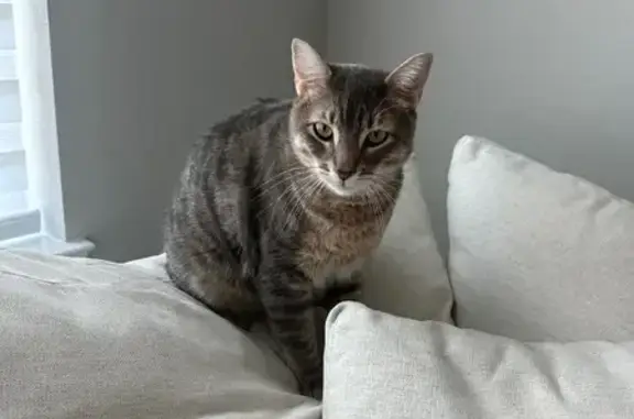 Lost Cat NIKO: Green Eyes, Houston Area