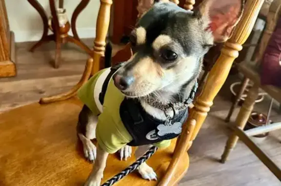 Missing dog Sanford, photo: Help Find Our Lost Chihuahua Mix!