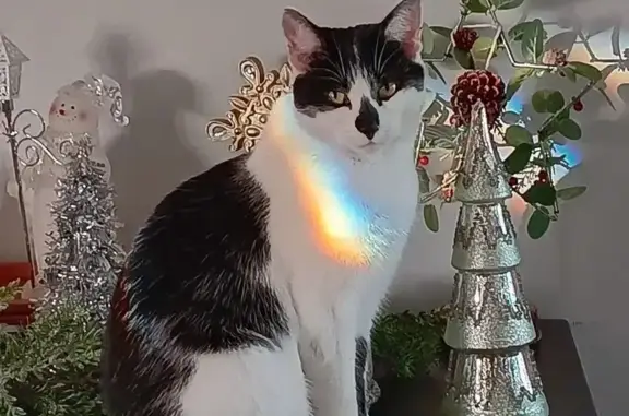 Lost Friendly Cat: Black & White Beauty