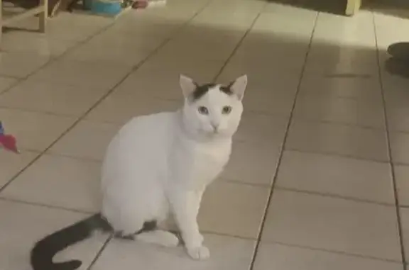 Lost Skittish Cat: Help Find Fred!