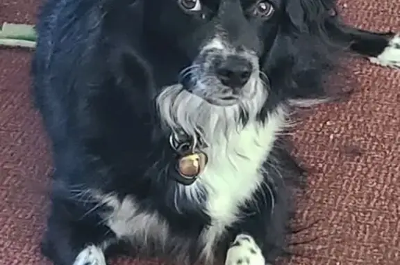 Lost Dog: Tucker - Black/White, Blue Collar