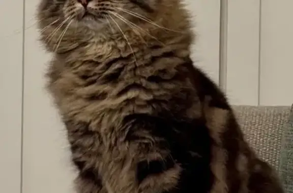 Lost Cat: Gus with Unique Markings