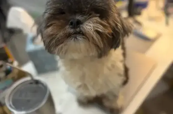 Lost Dog: Friendly Gabbana in Savannah