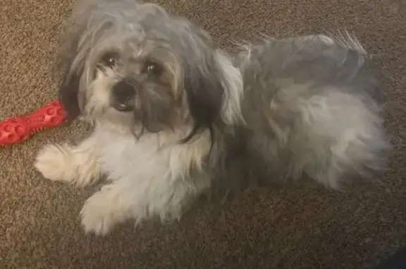 Lost Shih Tzu: Grey/White, Blue Collar