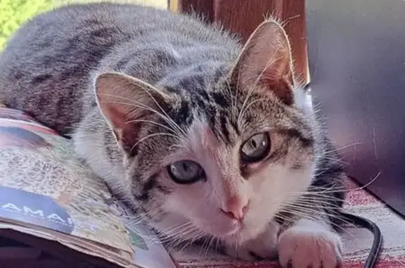 Chat gris et blanc perdu à Bonneville - photo