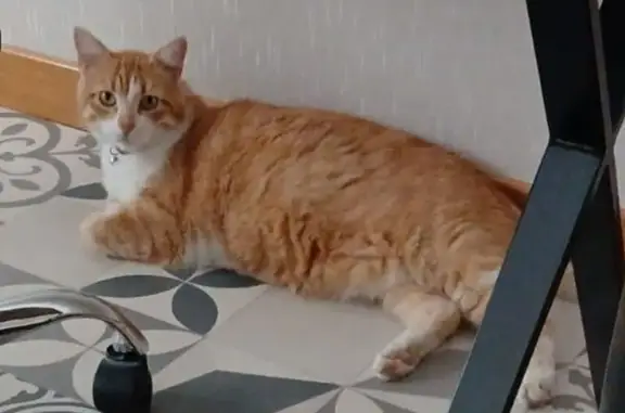 Chat perdu, Nouvelle-Aquitaine, photo: Chat roux perdu à Marennes-Hiers-Brouage