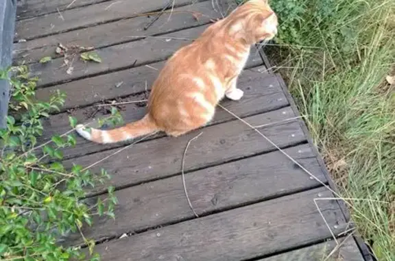 Chat perdu, Lesparre-Médoc, photo: Chat roux perdu près gare Lesparre