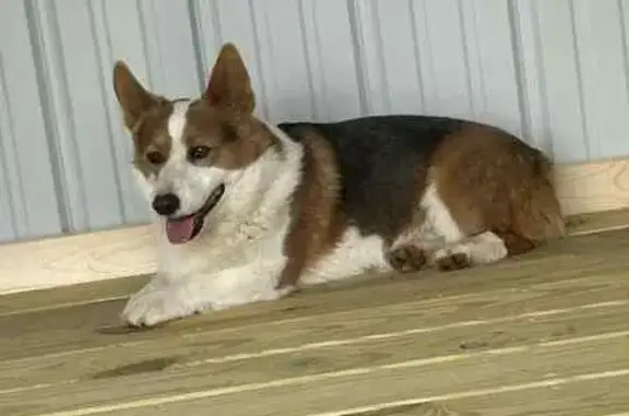 Lost Corgi: Tri-Color on West High Ave