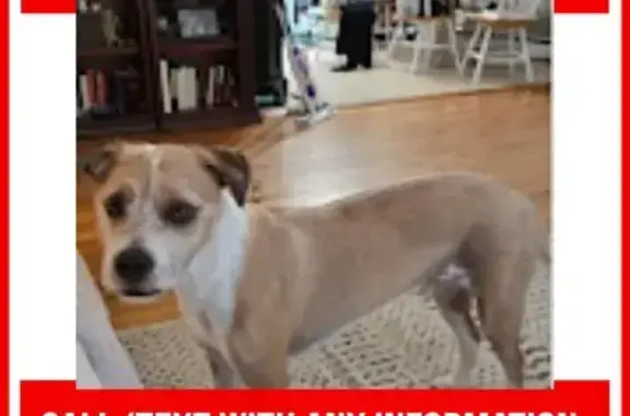 Missing dog Orangeburg, photo: Help Find Our Skittish Terrier Mix!