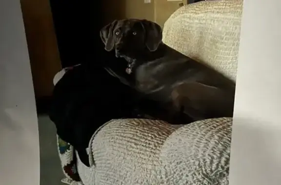 Lost Dog: Purple Harness, Friendly!