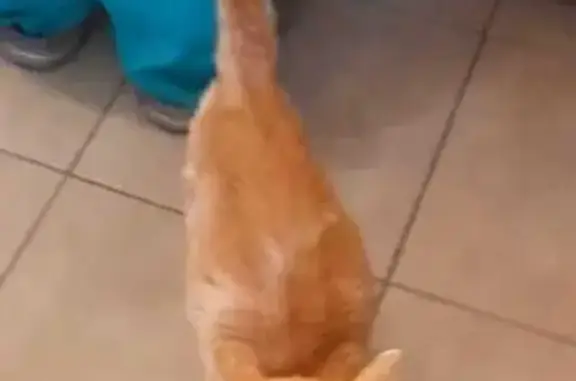 Chat roux et blanc perdu, câlin et maigre - photo