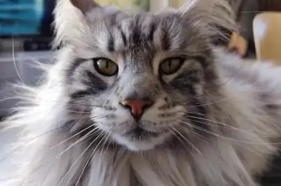Chat perdu : mâle castré silver à Bezannes - photo
