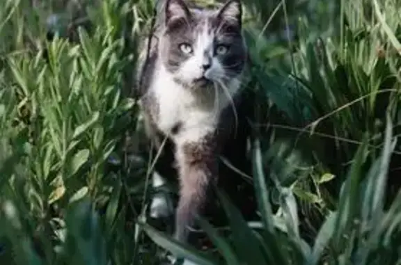 Chat perdu Gris et blanc à Antibes - photo