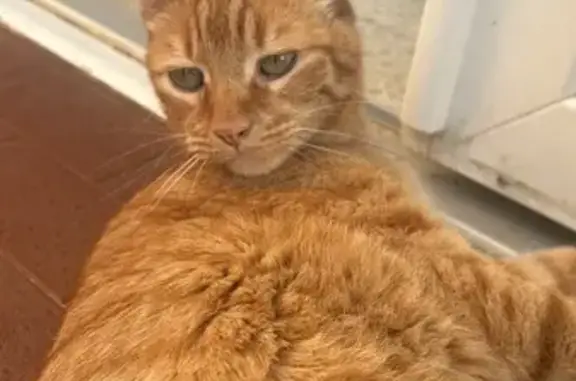Chat roux perdu, 11 ans, très affectueux - photo