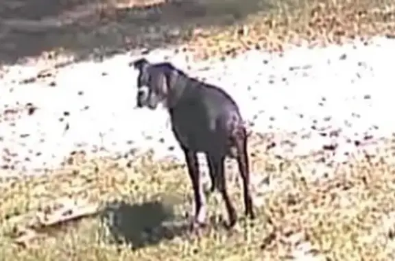 Found dog Hamilton, photo: Found: Black & White Dog on Bexar Ave