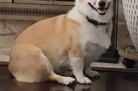 Lost: Tan & White Dog, Injured, Elgin