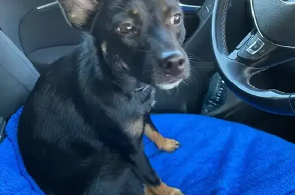 Animaux trouvés , photo: Chien trouvé sans puce ni tatouage à Échenoz