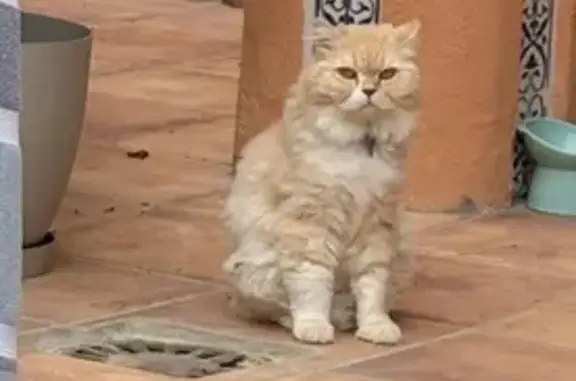 Gato Perdido: Bali, Macho Beige en Chaparral