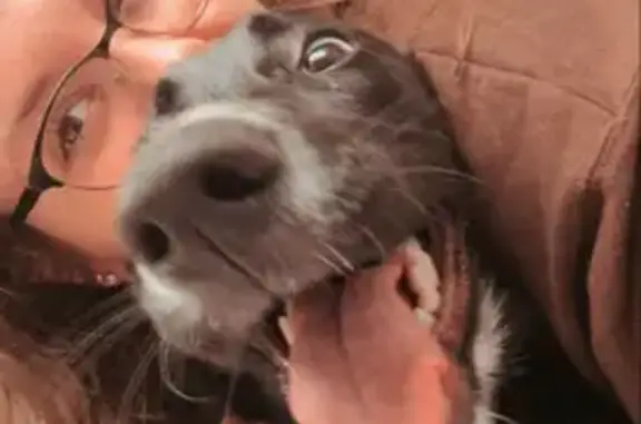 Missing dog Muskegon, photo: Lost: Friendly Black Shepherd Mix in Muskegon