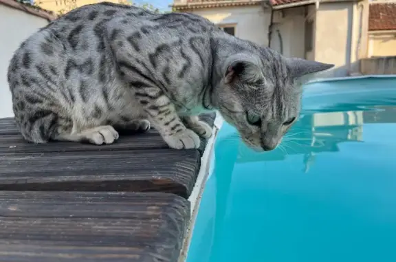 Chat perdu : type panthère des neiges, Marseille - photo