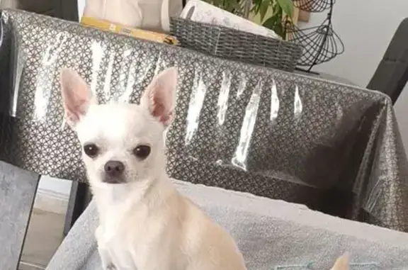 Perro Pequeño Perdido en Urda: Blanco y Canela