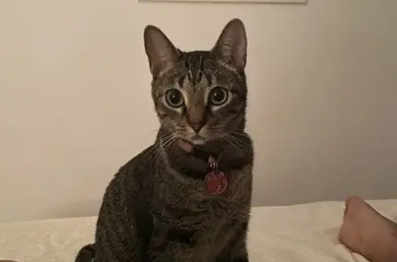 Búsqueda de mascotas, foto: Gatita atigrada perdida en Illescas