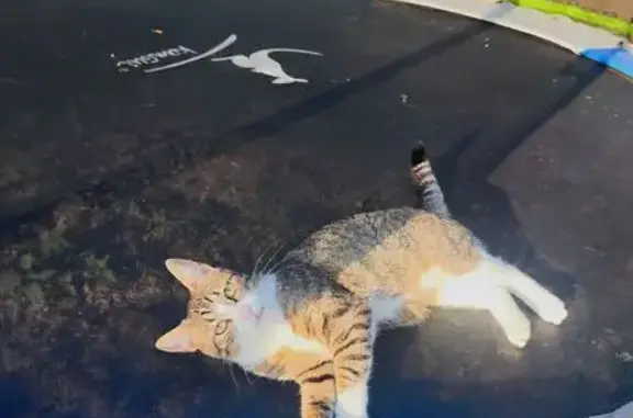 Chat perdu, Montech, photo: Petite chatte tigrée perdue à Montech