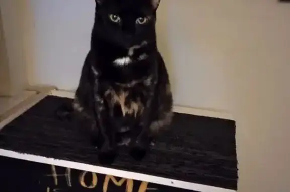 Lost Tortie Cat on Meteor Ave, Cambridge